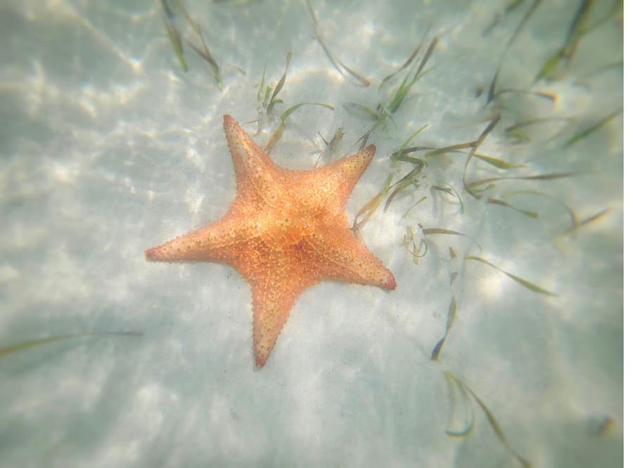 A starfish resting on the seabed in clear shallow water