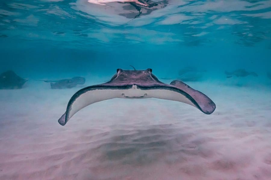 A southern stingray gliding over white sand in shallow water